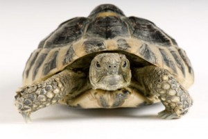 turtle-shell-1