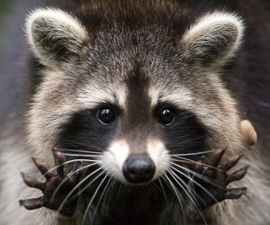 Raccoon-1