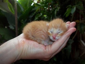 cute-baby-animals-palms-hands-60__605